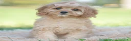 Cavapoo dogs for sale: Doodle - Ad 3