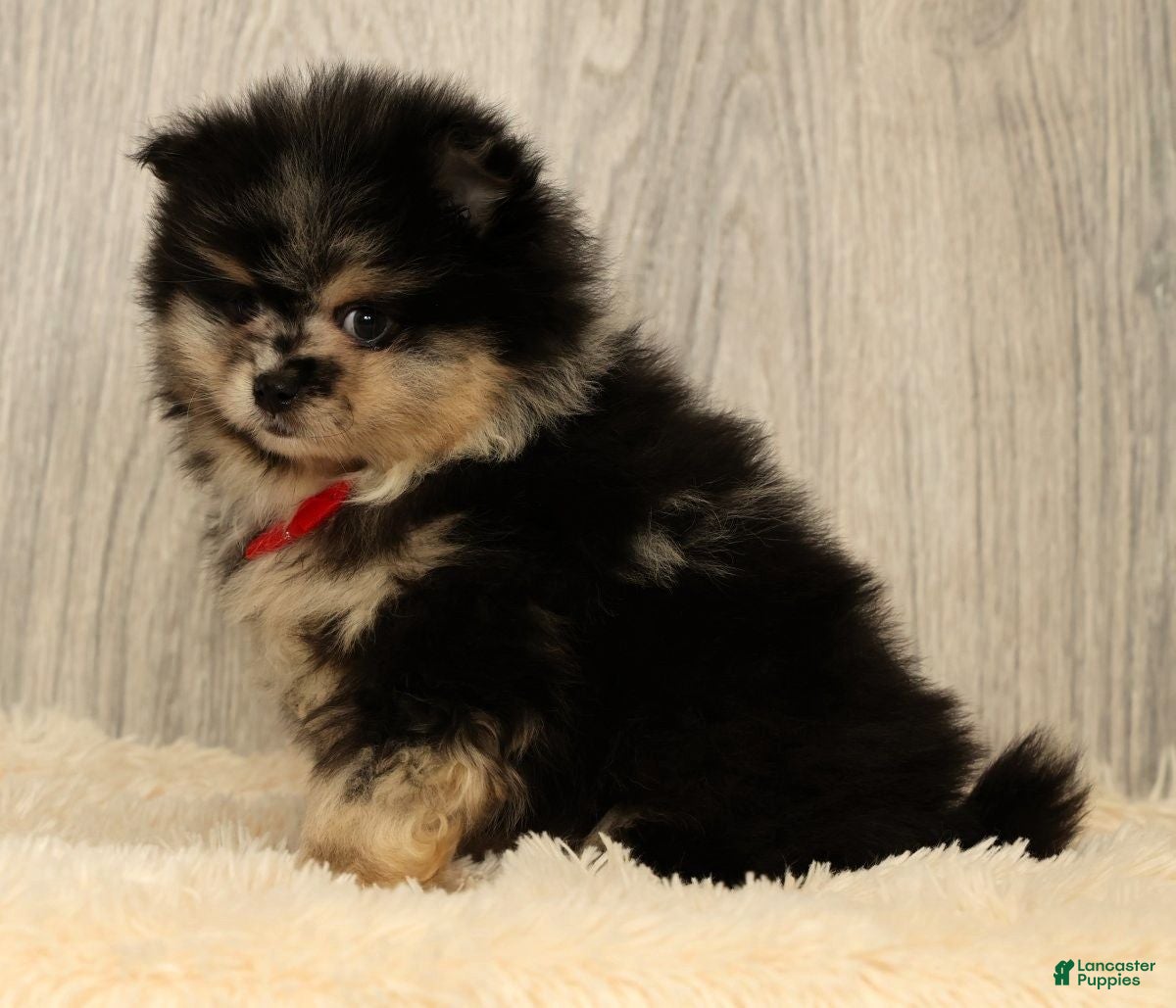 Pomeranian dogs for sale: Sonny - Ad 8