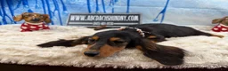 Dachshund dogs for sale: Import - Ad 6