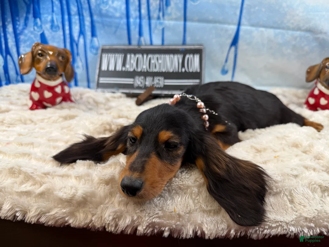 Dachshund dogs for sale: Import - Ad 6