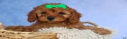 Cavapoo dogs for sale: TRAVIS - Ad 9