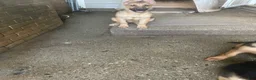 German Shepherd dogs for sale: Lulu - Ad 7