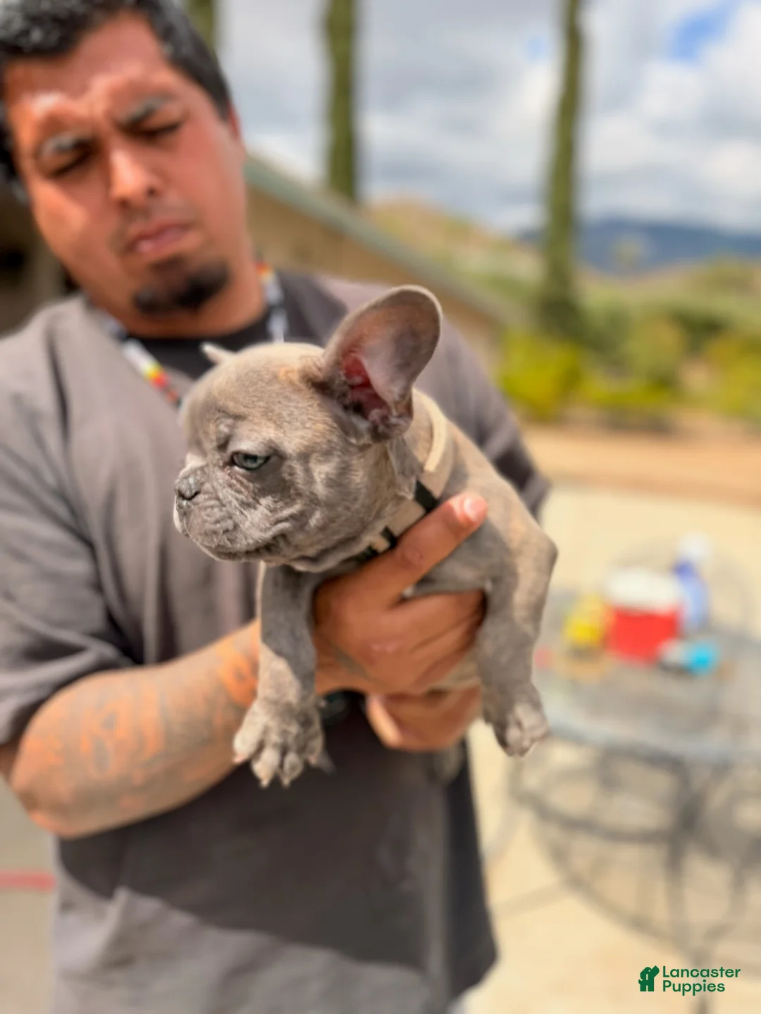 French Bulldog dogs for sale: Joker - Ad 1