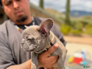 French Bulldog dogs for sale: Joker - Ad 4