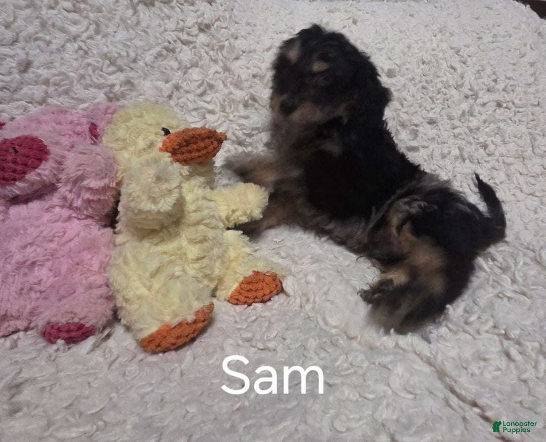 Cockapoo dogs for sale: Sam - Ad 5