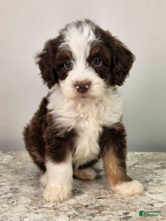 Mini Sheepadoodle dogs Reese - Ad 18