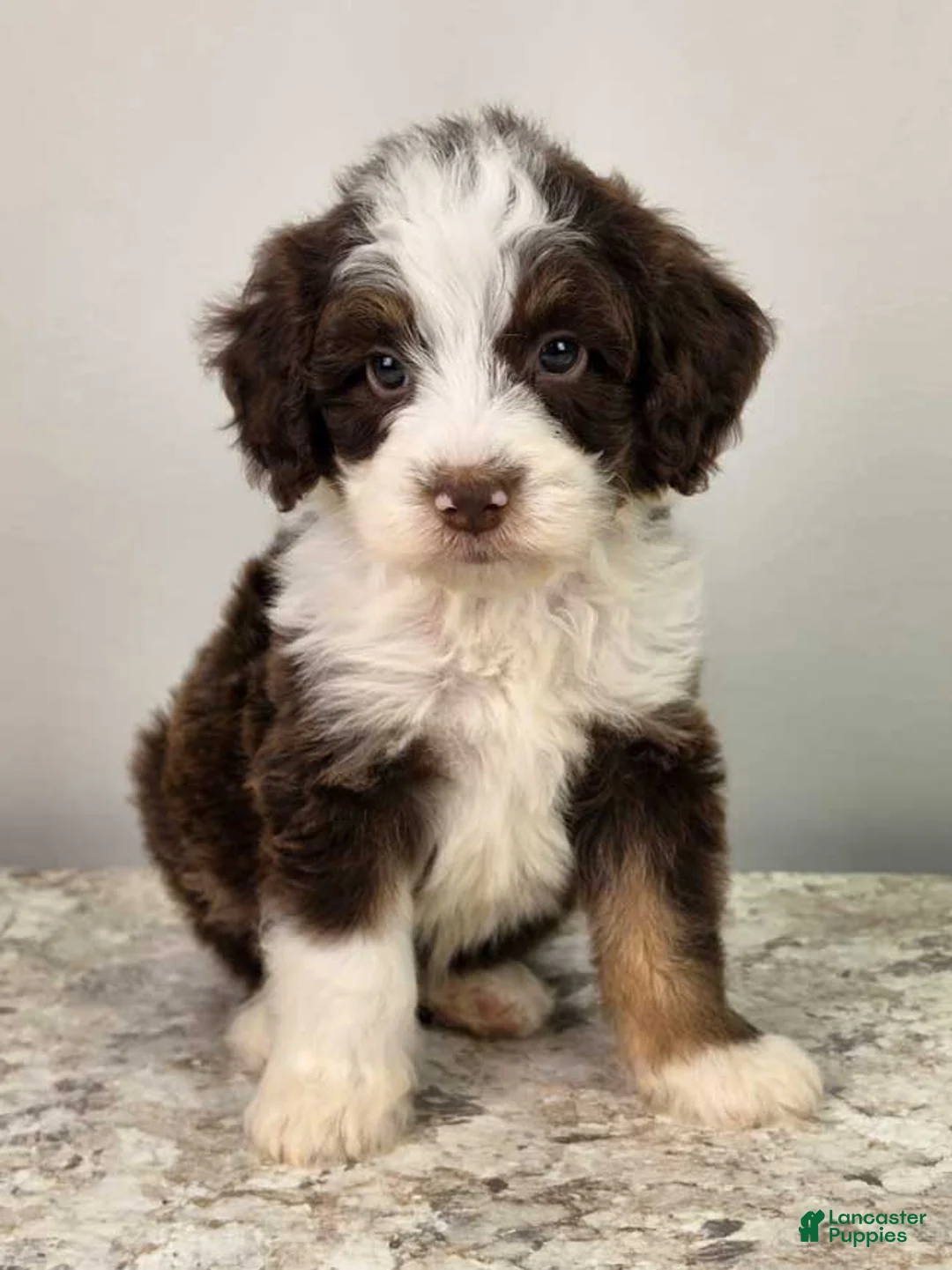 Mini Sheepadoodle dogs for sale: Reese - Ad 1