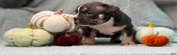 American Bully dogs for sale: Black Tri Female  - Ad 4