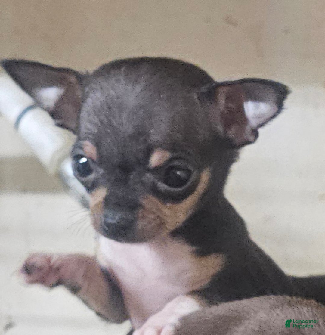 Chihuahua dogs for sale: Pixie - Ad 1
