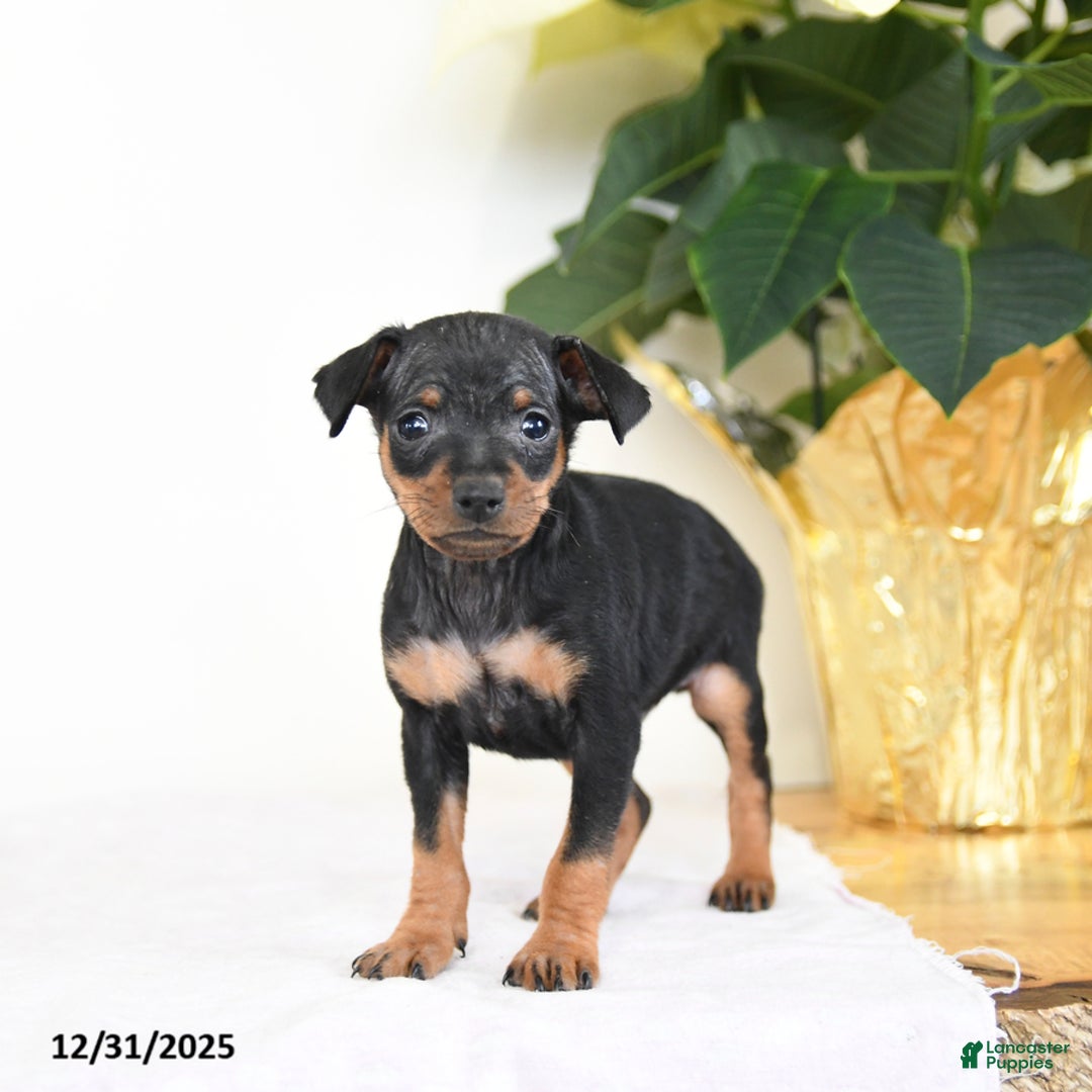 Miniature Pinscher dogs for sale: Lenny - Ad 1