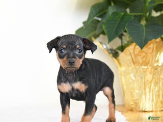 Miniature Pinscher dogs Lenny - Ad 10