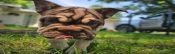 French Bulldog dogs for sale: Bluey - Ad 1