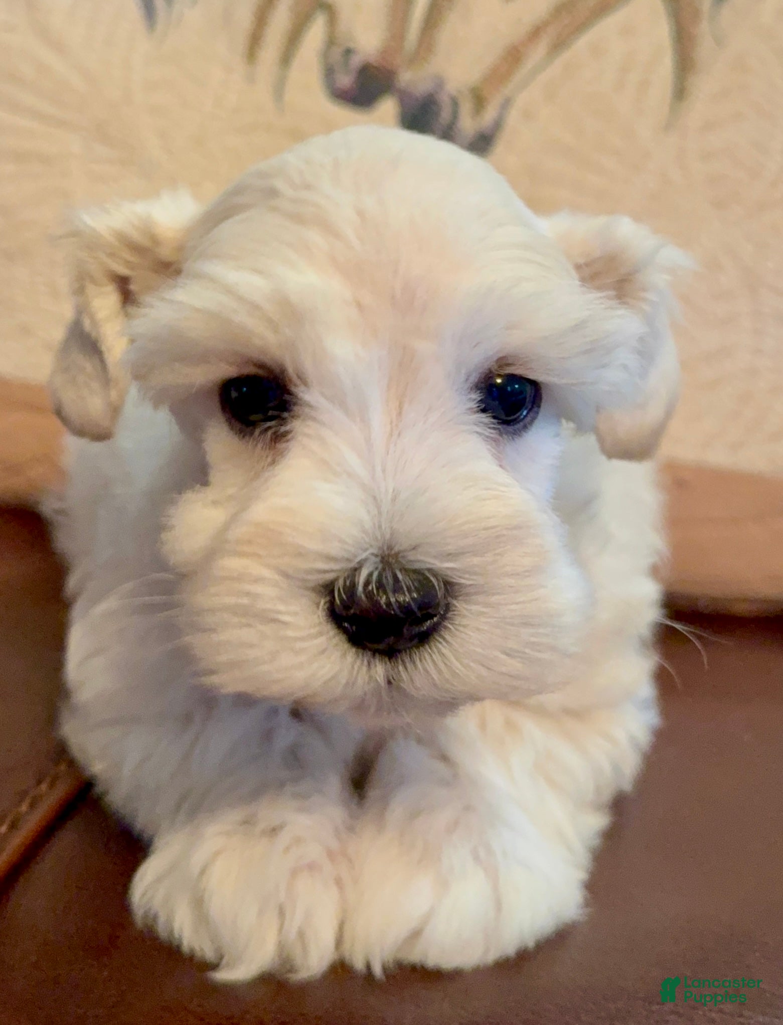Miniature Schnauzer dogs Ruby - Ad 23