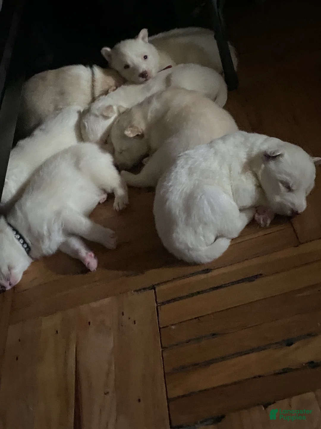 Gallery Image {{count}}