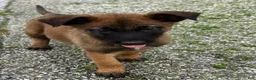 Belgian Malinois dogs for sale: Fernando - Ad 2