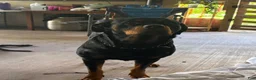 Rottweiler dogs for sale: Rottweiler Puppy 1 - Ad 3