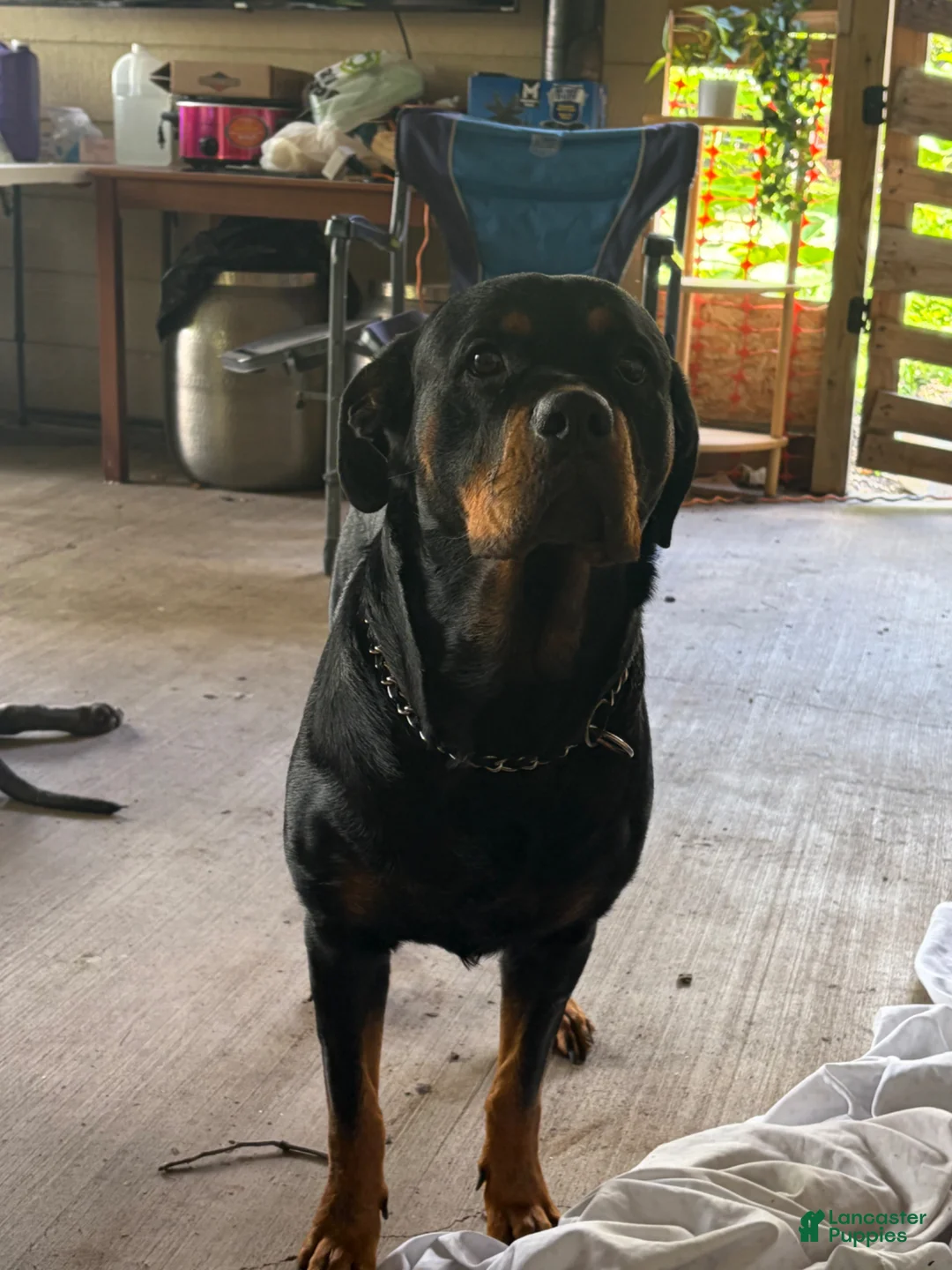 Rottweiler dogs for sale: Rottweiler Puppy 1 - Ad 3