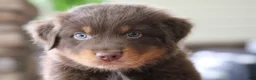 Australian Shepherd dogs for sale: diggory - Ad 4