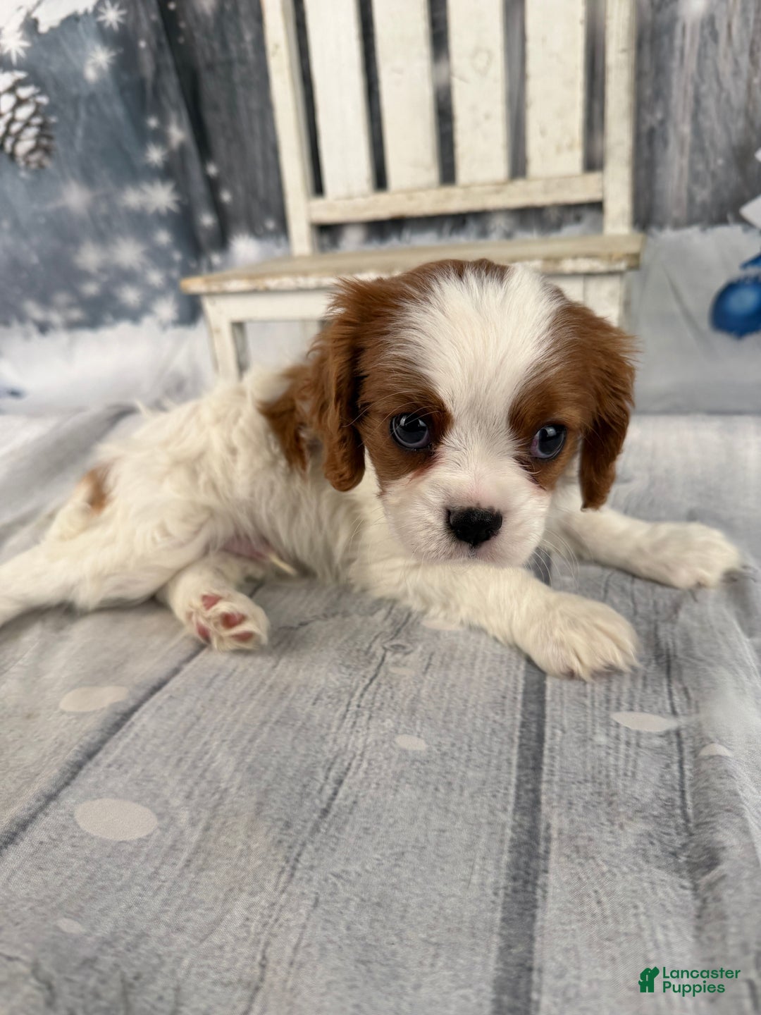 Cavalier King Charles Spaniel dogs for sale: Charlie - Ad 2