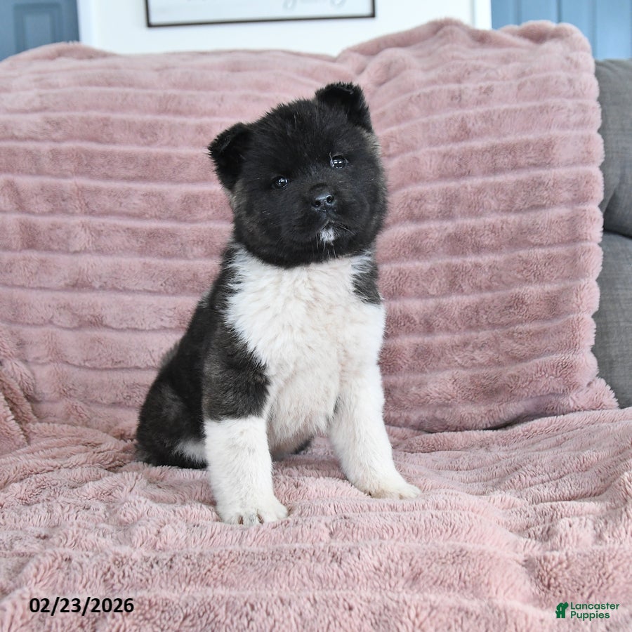 Akita dogs Bella Mia - Ad 1