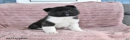 Akita dogs for sale: Bella Mia - Ad 1