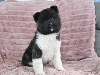Akita dogs for sale: Bella Mia - Ad 4