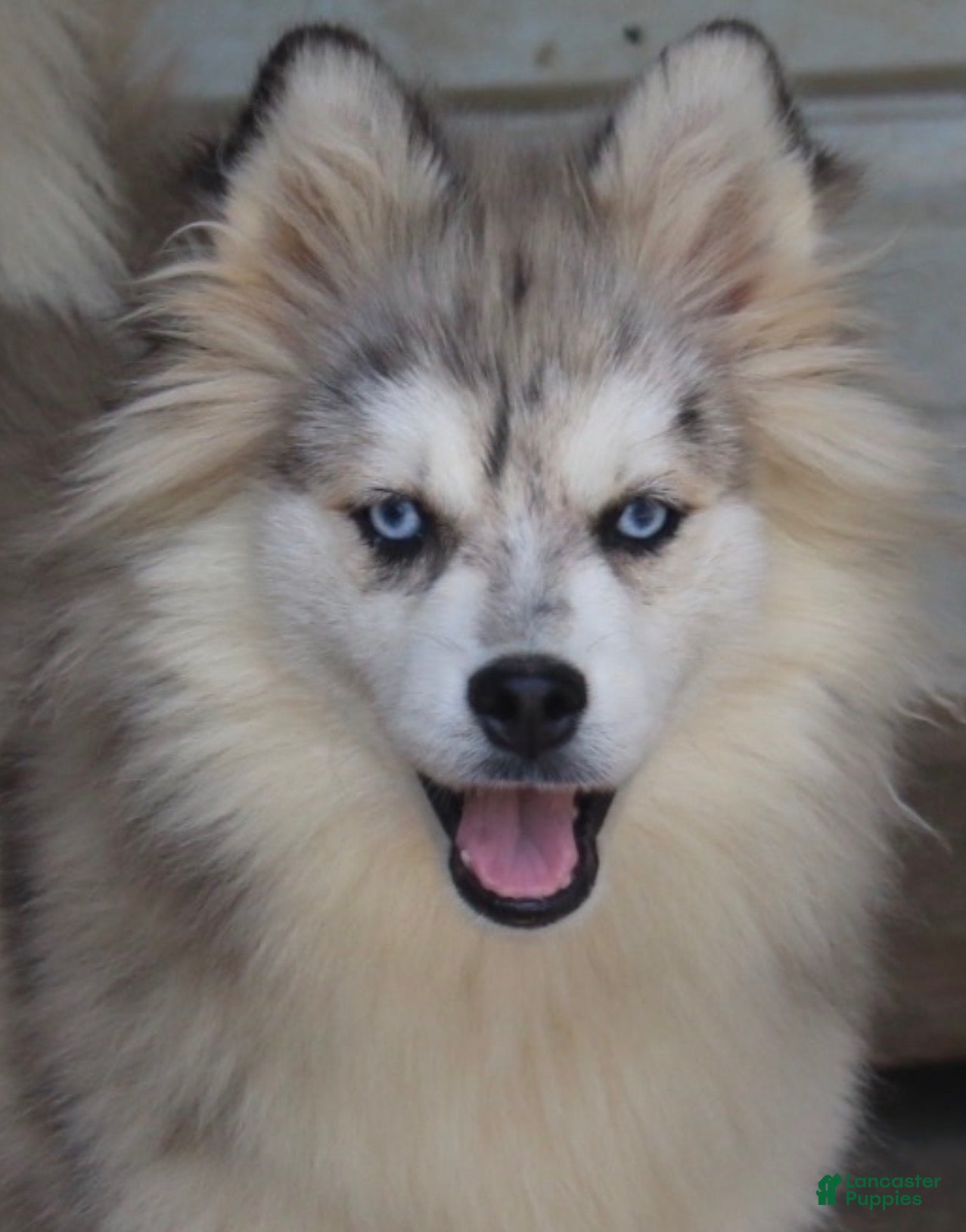 Pomsky dogs for sale: Merle female  - Ad 1