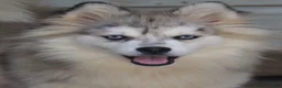 Pomsky dogs for sale: Merle female  - Ad 1