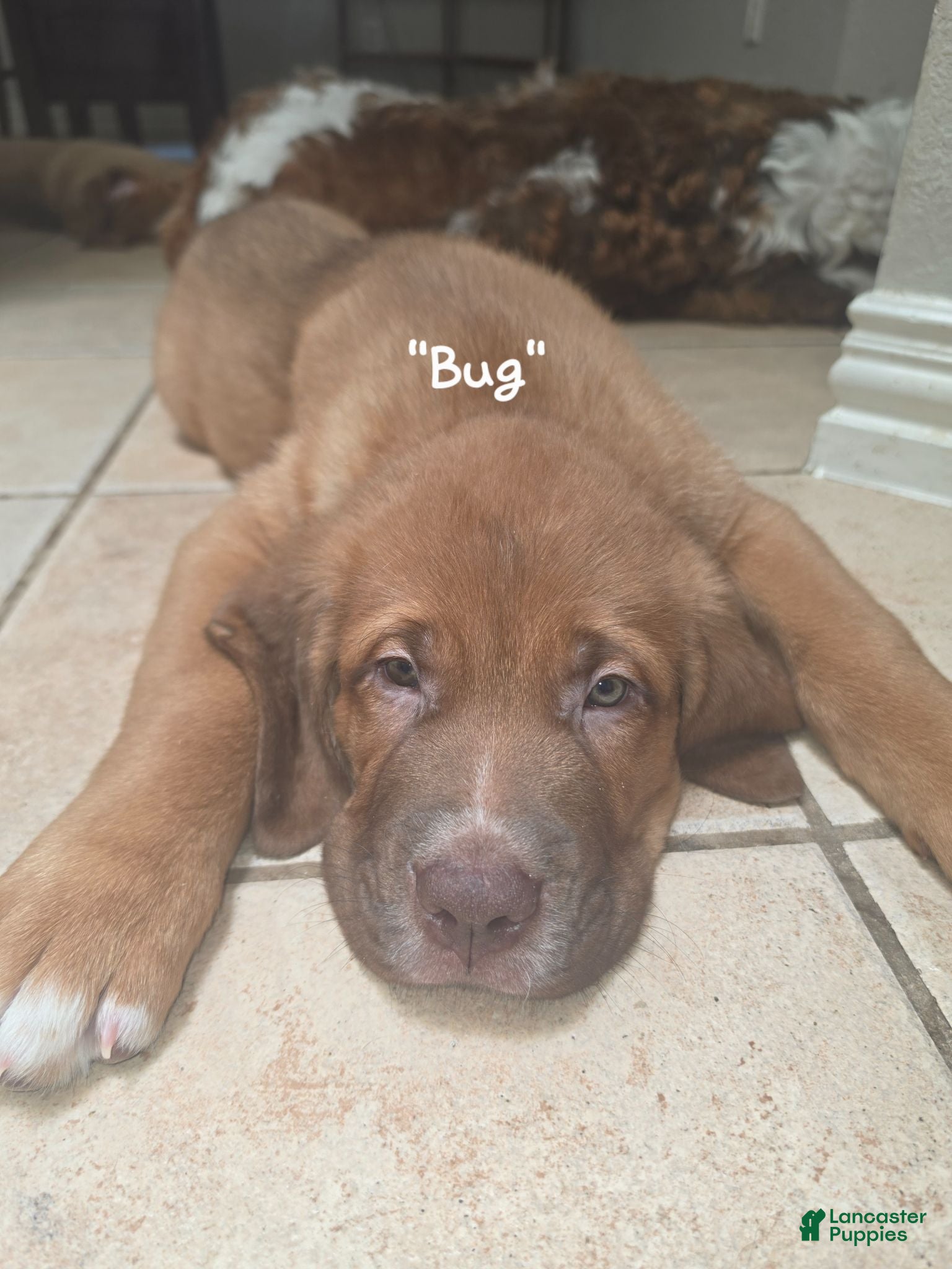 Mixed Breed dogs "Bug" - St. Bermastiff  - Ad 2