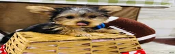 Yorkshire Terrier dogs for sale: Snickers - Ad 10