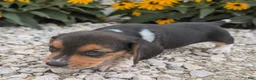 Beagle dogs for sale: Toast - Ad 7
