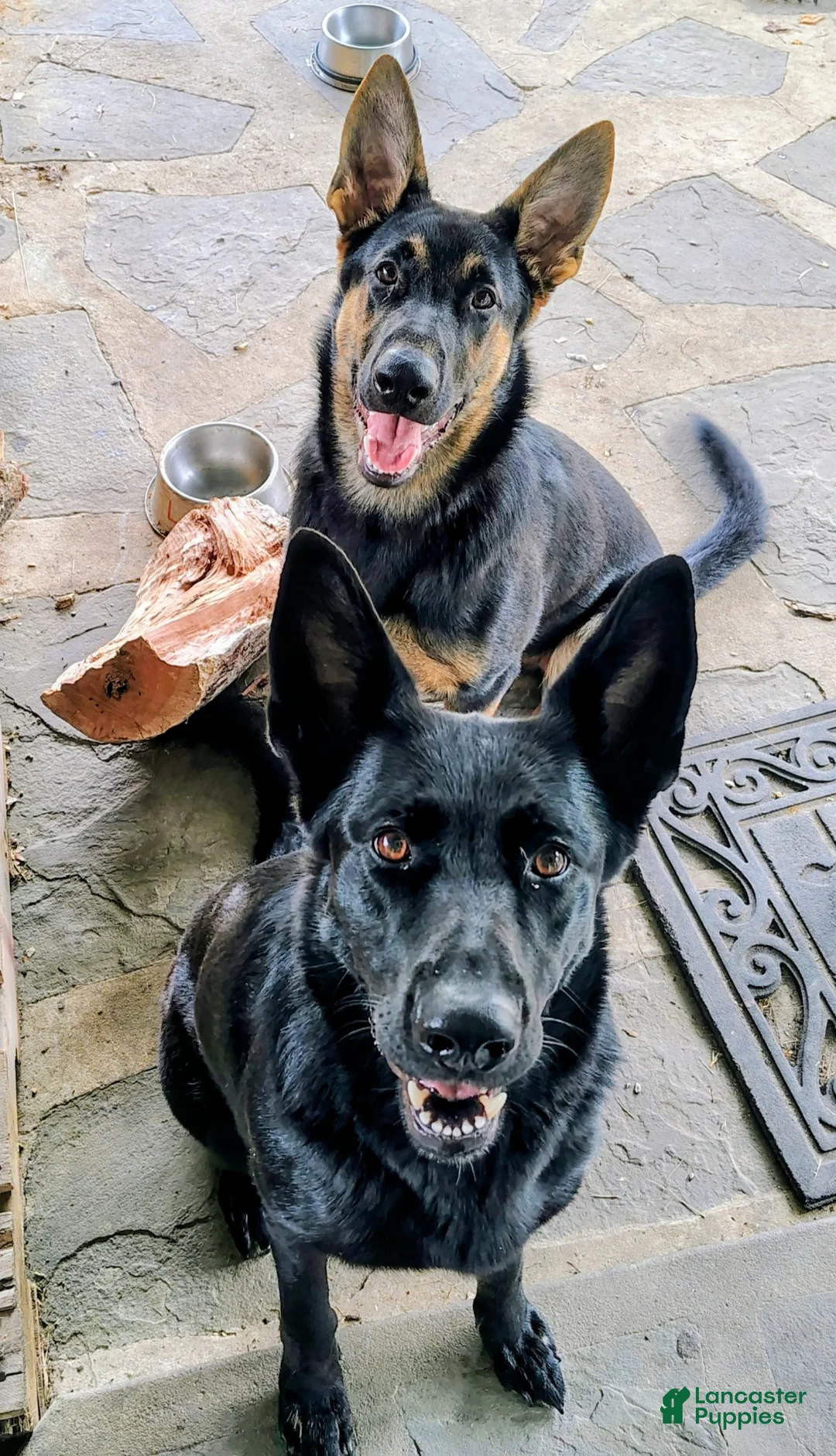 German Shepherd dogs for sale: German Shepherd Puppy 5 - Ad 2