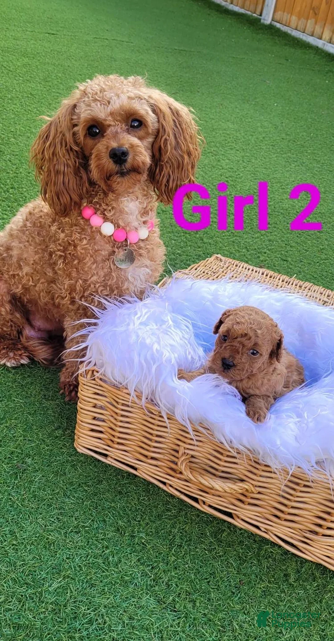 Toy Poodle dogs for sale: Daisy - Ad 2