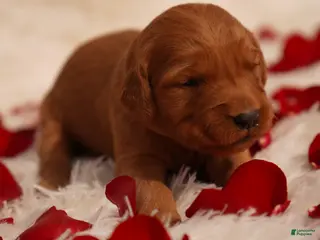 Golden Retriever dogs May - AKC, Genetically Clear - Ad 10