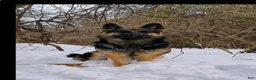 German Shepherd dogs for sale: German Shepherd 3 - Ad 22