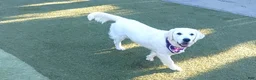 Golden Retriever dogs for sale: Green Boy - Ad 2