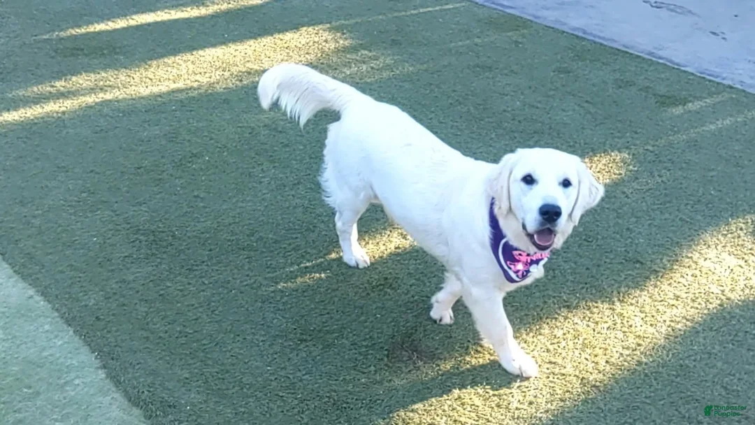 Golden Retriever dogs for sale: Green Boy - Ad 2
