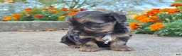 Yorkshire Terrier dogs for sale: Marley  - Ad 3
