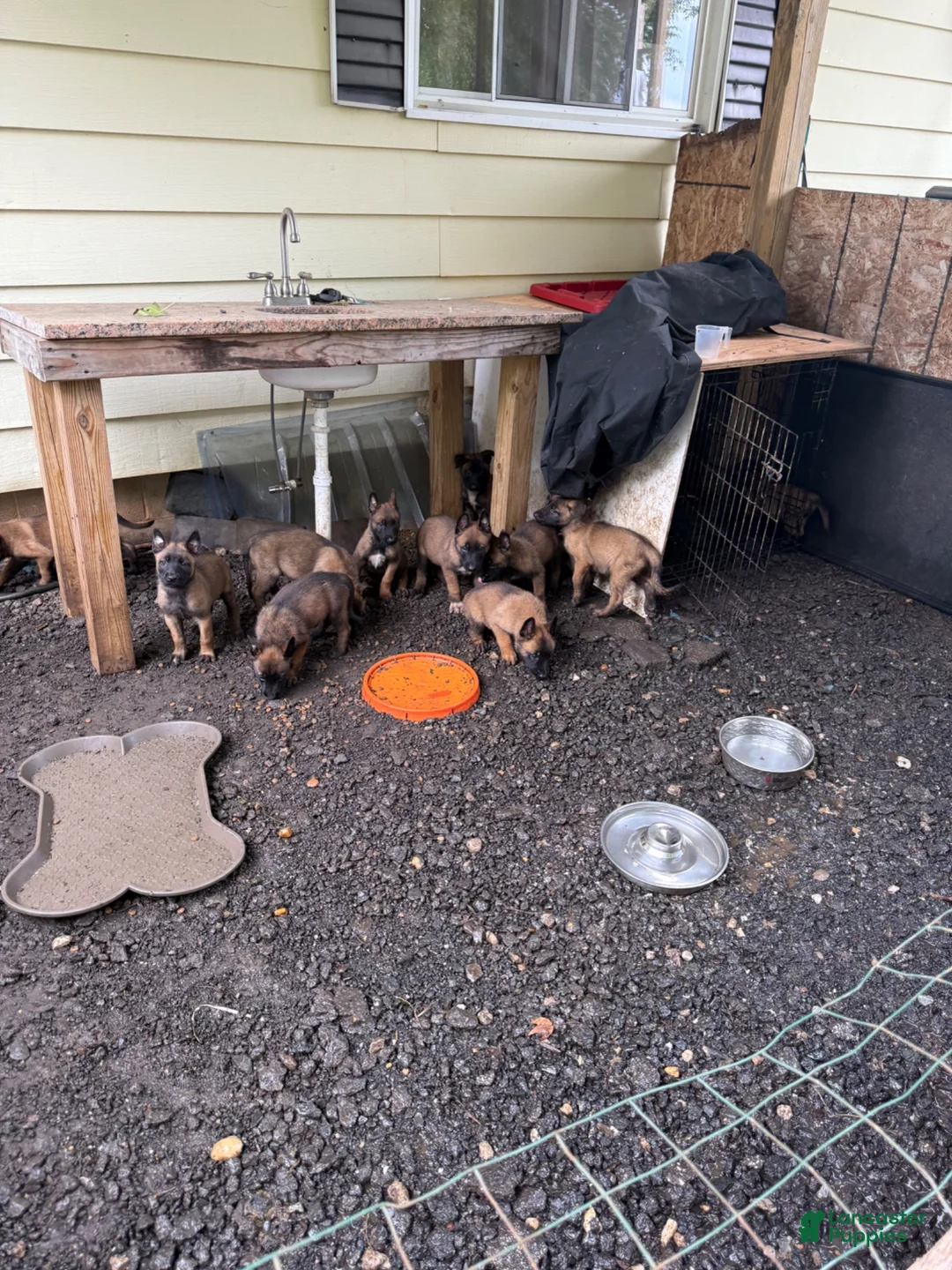Belgian Malinois dogs for sale: Belgian Malinois 4 - Ad 1