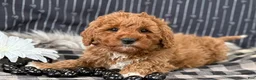 Cavapoo dogs for sale: Donovan - Ad 6