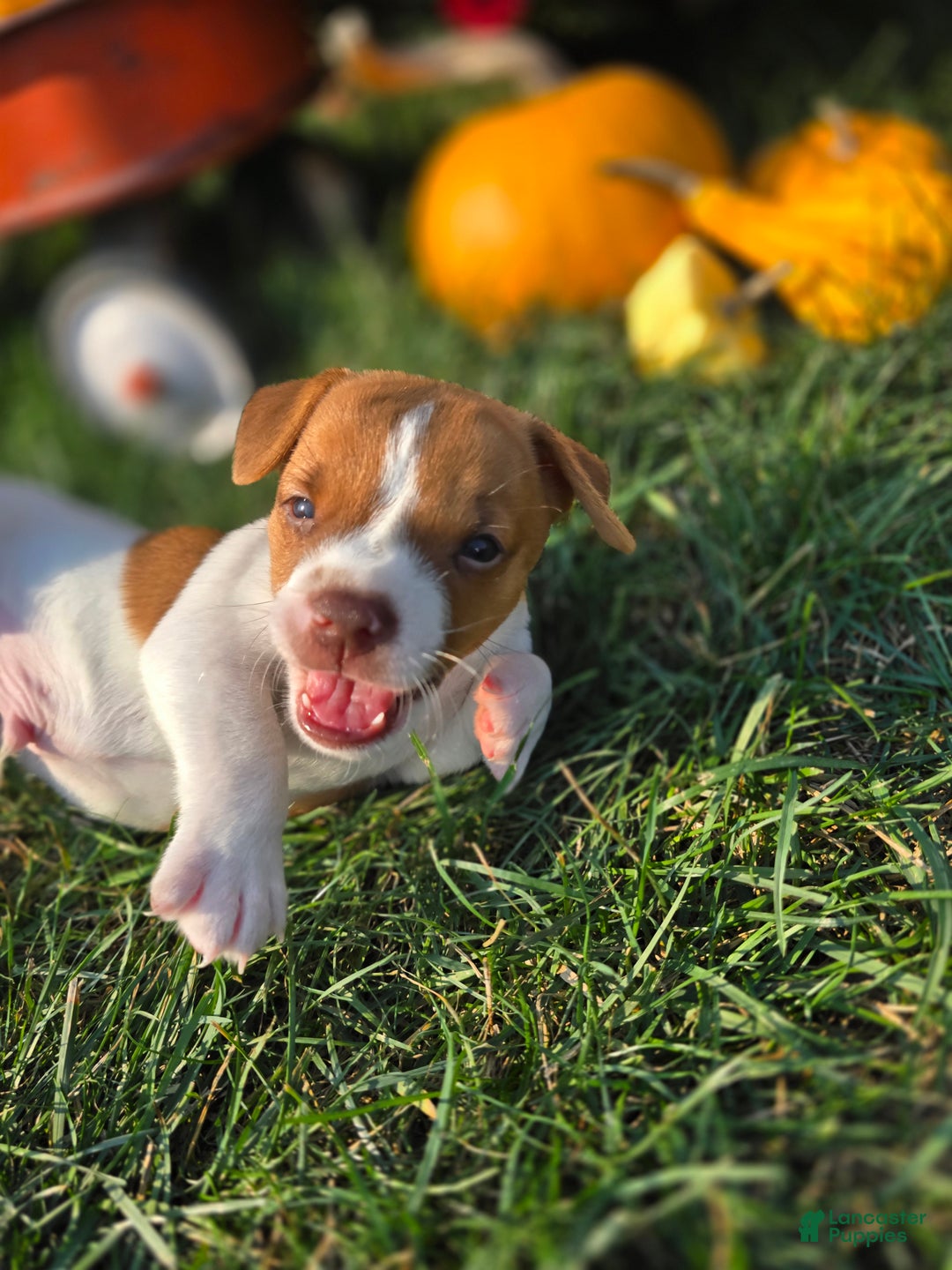 Jack Russell Terrier dogs for sale: Max - Ad 7