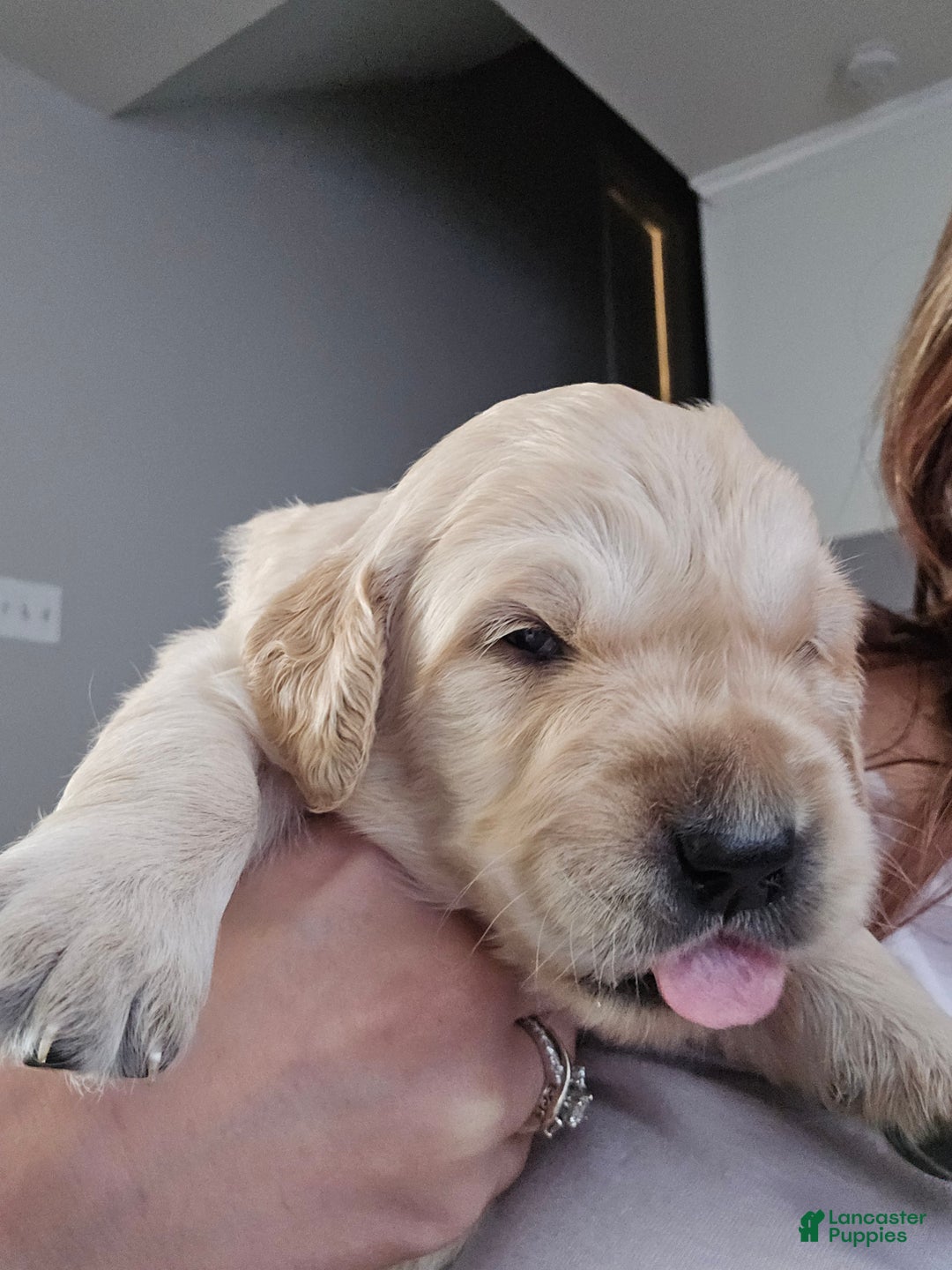 Golden Retriever dogs for sale: Golden Retriever Puppy 1 - Ad 8