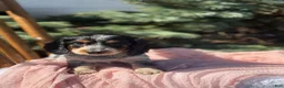 Miniature Dachshund dogs for sale: Hattie - Ad 8