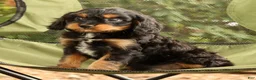 Cavapoo dogs for sale: Stanley - Ad 8