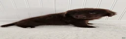 Newfoundland dogs for sale: Erin - Ad 4