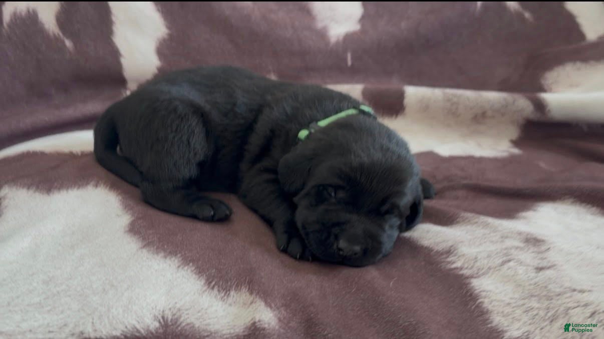 Labrador Retriever dogs Midnight - Ad 1