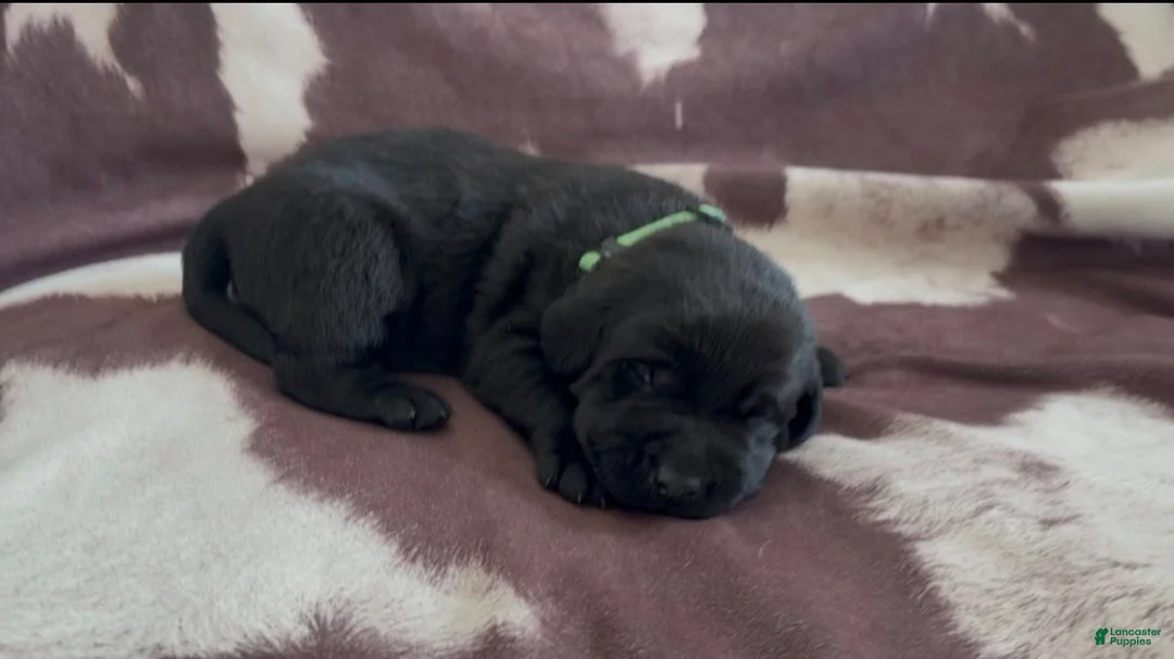 Labrador Retriever dogs for sale: Midnight - Ad 1