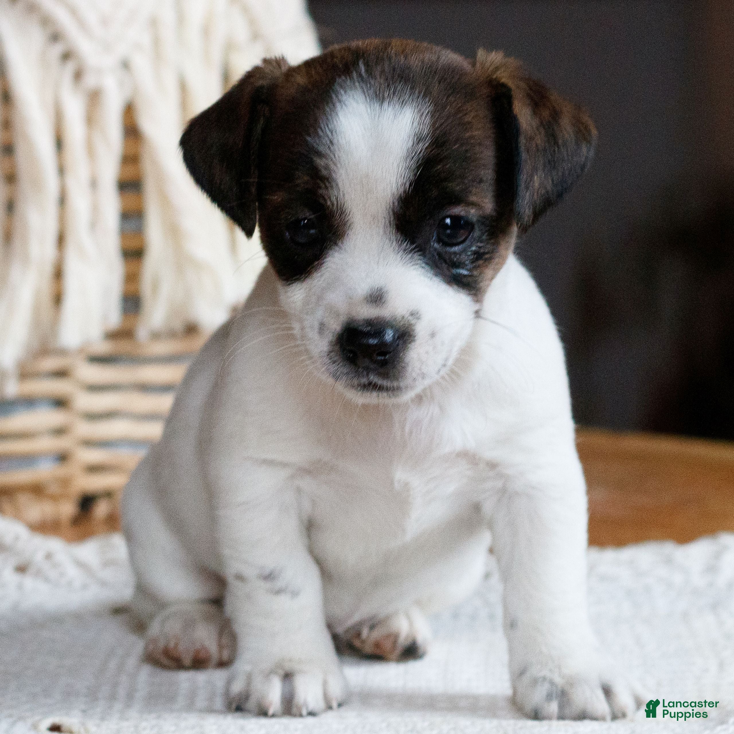 Mixed Breed dogs Whitey  - Ad 7