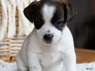 Mixed Breed dogs Whitey - Ad 25