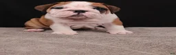 English Bulldog dogs for sale: Thor - Ad 9